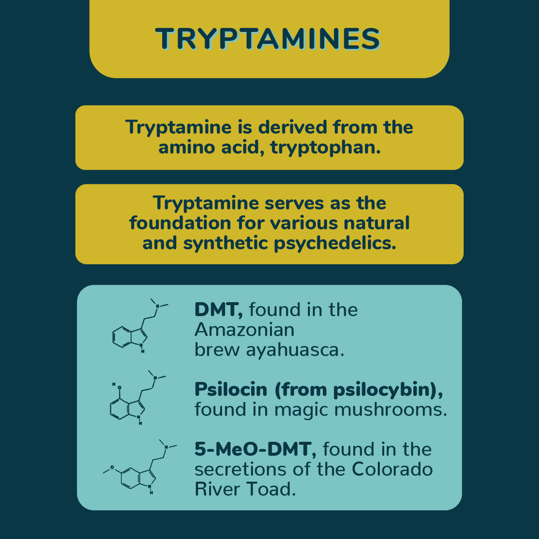 webdelics's tweet image. Tryptamines, lysergamides, and phenethylamines form a trippy trifecta within the psychedelic kingdom, each with unique, mind-expanding charm.⁣⁣
⁣⁣#sciencealert #science #psychedelics #webdelics #alteredstates #psychonaut
