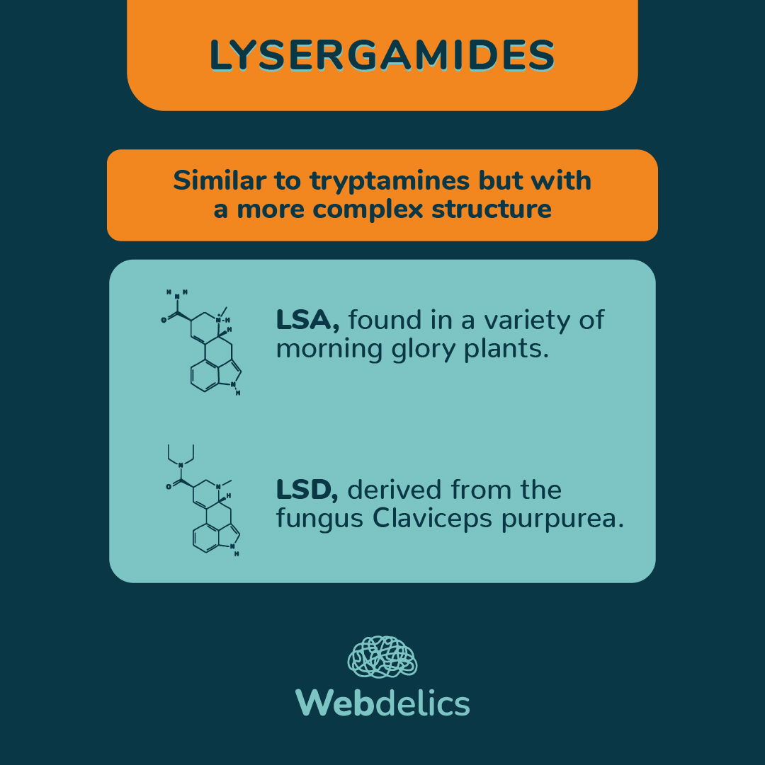 webdelics's tweet image. Tryptamines, lysergamides, and phenethylamines form a trippy trifecta within the psychedelic kingdom, each with unique, mind-expanding charm.⁣⁣
⁣⁣#sciencealert #science #psychedelics #webdelics #alteredstates #psychonaut