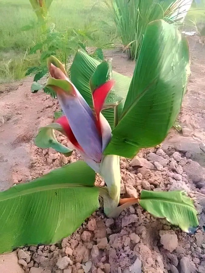 আল্লাহর সিদ্ধান্ত নিয়ে কখনো তাড়াহুড়ো করবেন না।
তিনি সঠিক সময়ে আপনাকে উত্তম জিনিসটাই দিবেন, 
ইন-শা-আল্লাহ!
🤲