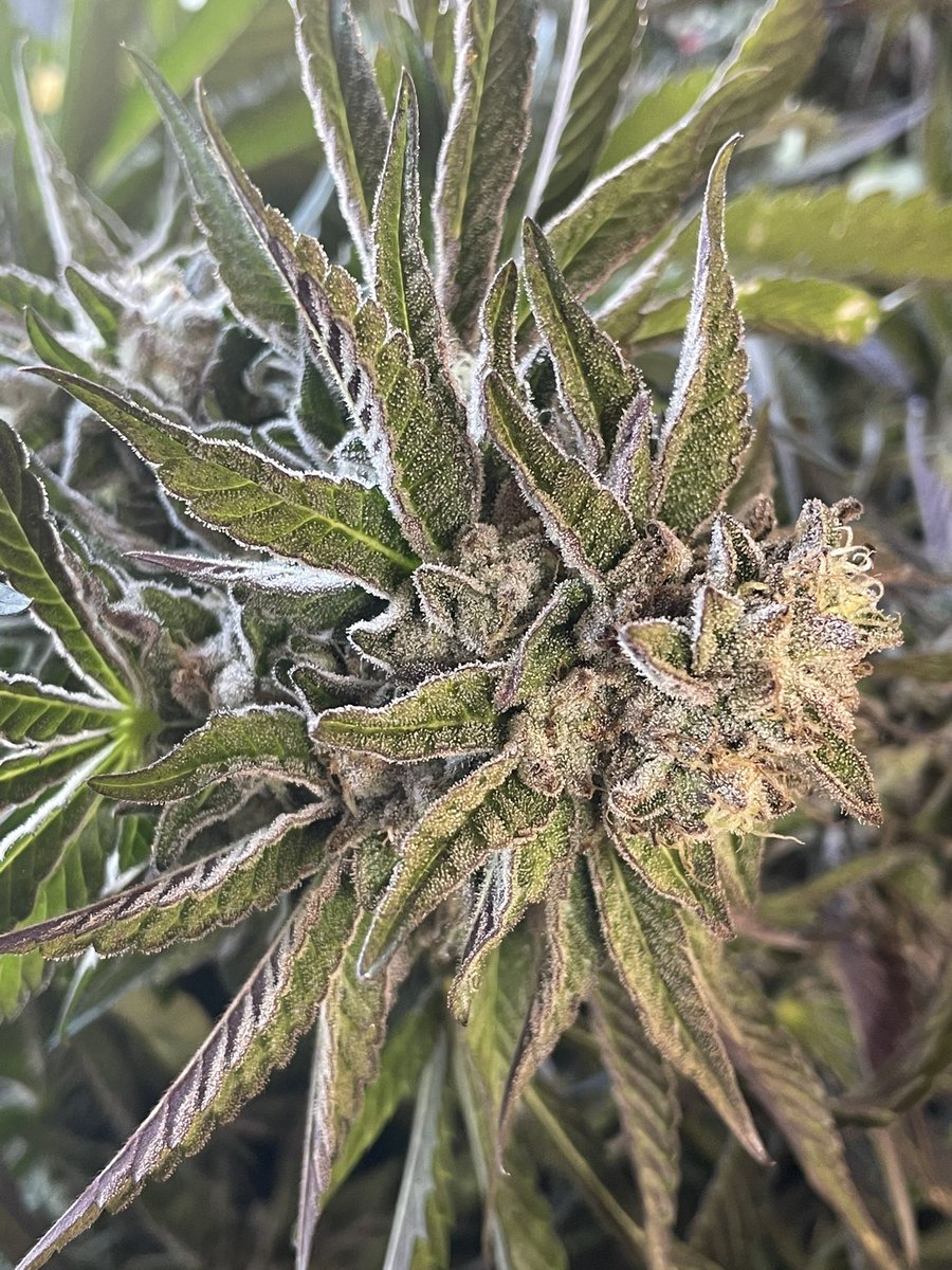 Rngseeds (@rngseedcompany) on Twitter photo 