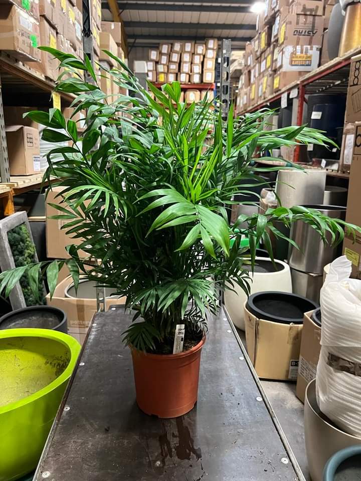 leafitstore's tweet photo. THIS Saturday 5th August 2023, 9am - 2.30pm. We are continuing our Big SALE of our ex hire live plants and pots. Here are some of the stock we have!

Looking forward to seeing you there! 😀💚
https://t.co/iXzzO2zJ6w

#newcastle #nefollowers #plantsale #houseplants https://t.co/GrcfvtMdnP
