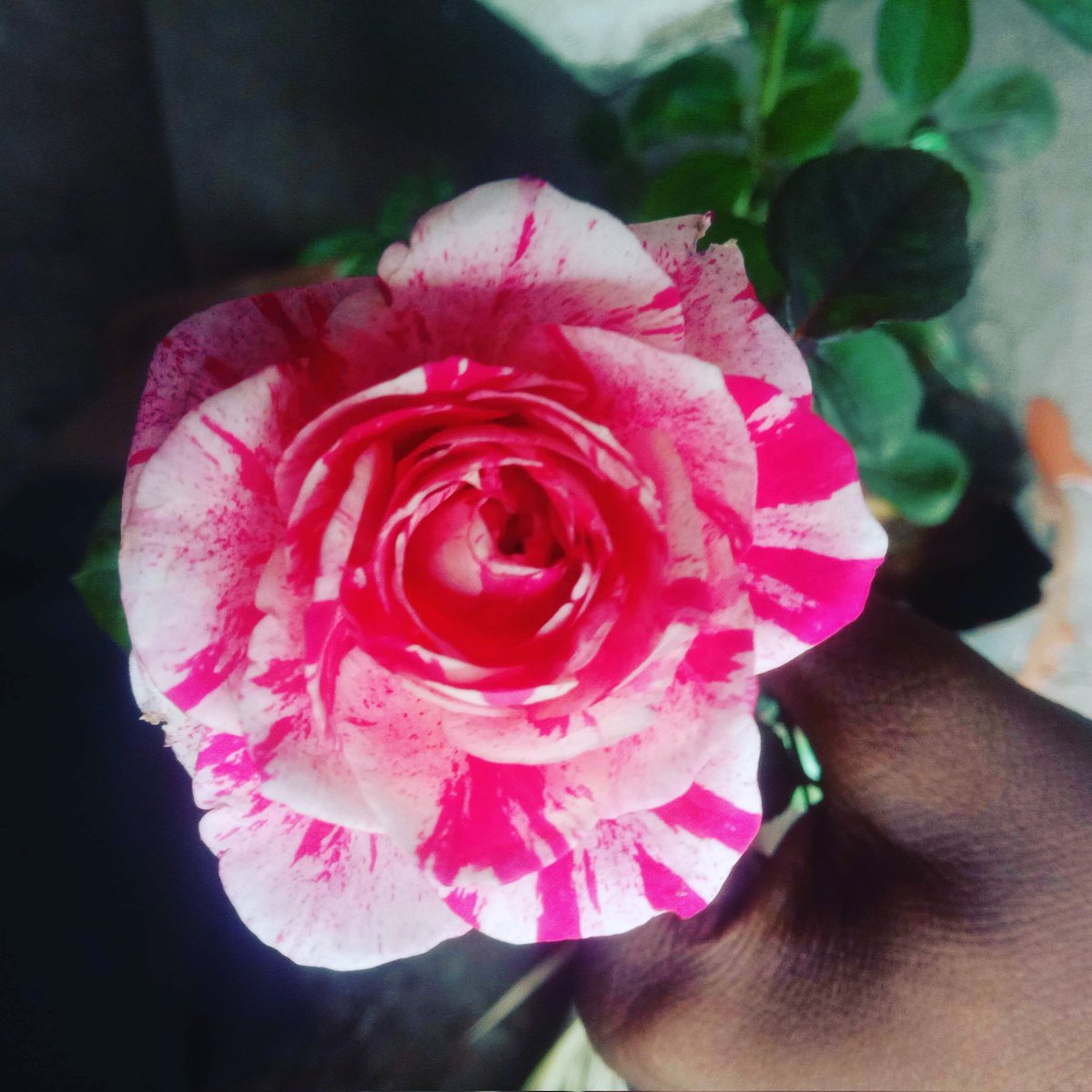 vikasvalvi1707's tweet image. #FeatureMeOnSocial 
#iQOOClickWeek
@IqooInd