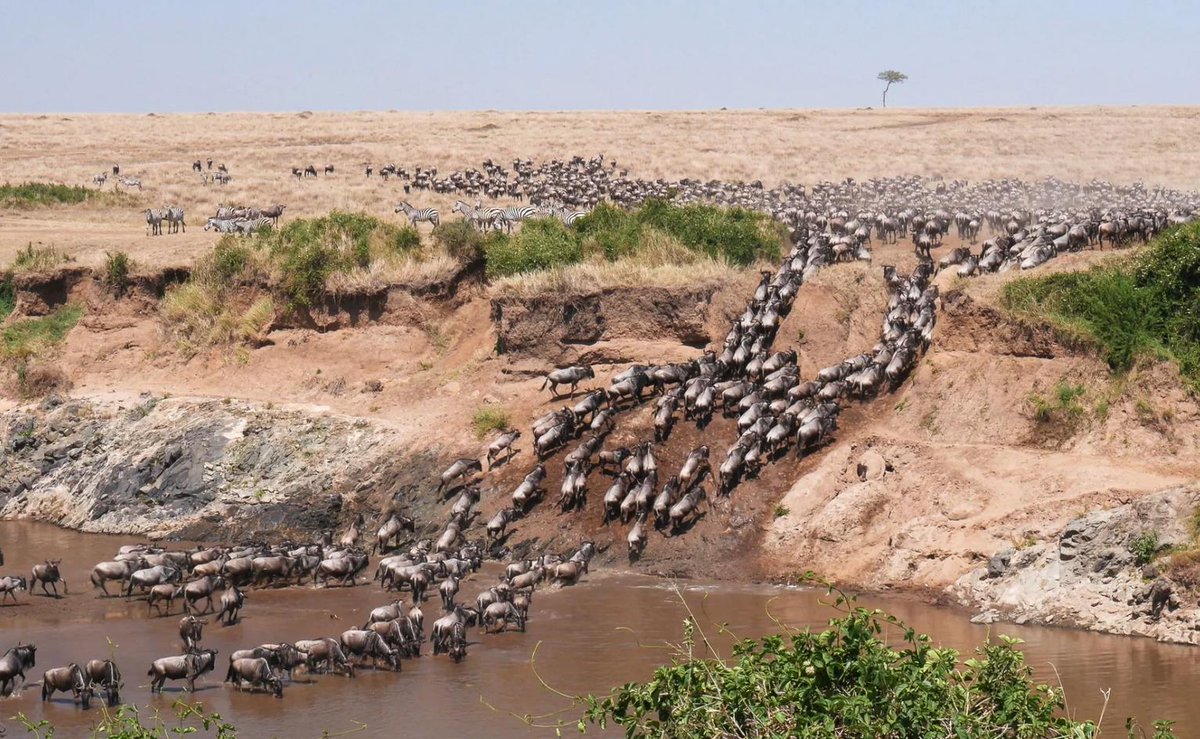 Mythical Beings tweet media