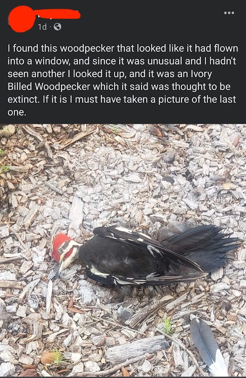 Ivory-Billed Woodpecker Discourse tweet media