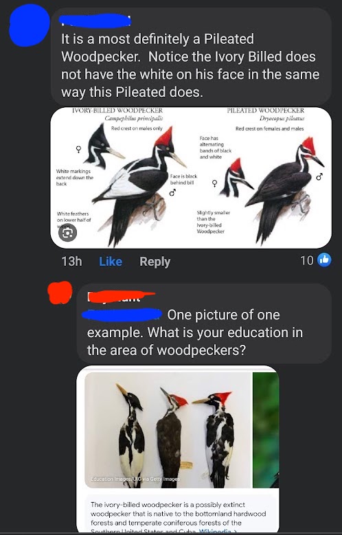 Ivory-Billed Woodpecker Discourse tweet media