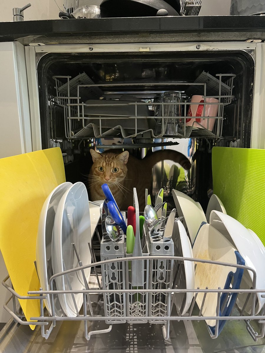 RobynAWebb's tweet photo. @DontShowYourCat This may be an orange cat thing? 😂 https://t.co/j7p3dCYWyX