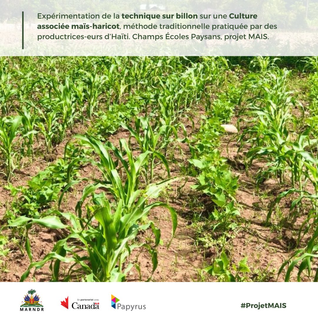 HaitiPapyrus's tweet photo. Des productrice-eurs de maïs et de haricots dans le Sud🇭🇹 mettent en pratique les techniques de plantation résilientes face aux effets du changement climatique. Formations réalisées par l’organisation Backup pour les Champs Écoles Paysans, mis en place par le #projetMAIS. #MARNDR https://t.co/eq3OHjq0Wn