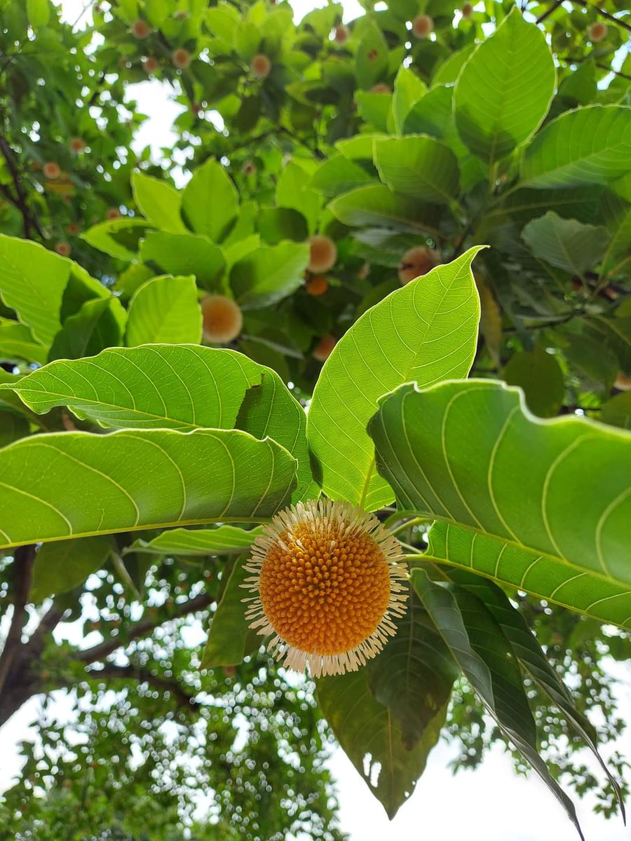 WriterJoyati's tweet image. ভাগ্যিস ফুলেরা Fool হয় না !
হায় রে মানুষ !

#kodomful #গন্ধেভরা

Lucky flowers are not fools! Hey people! #kodomful #gondhebhora