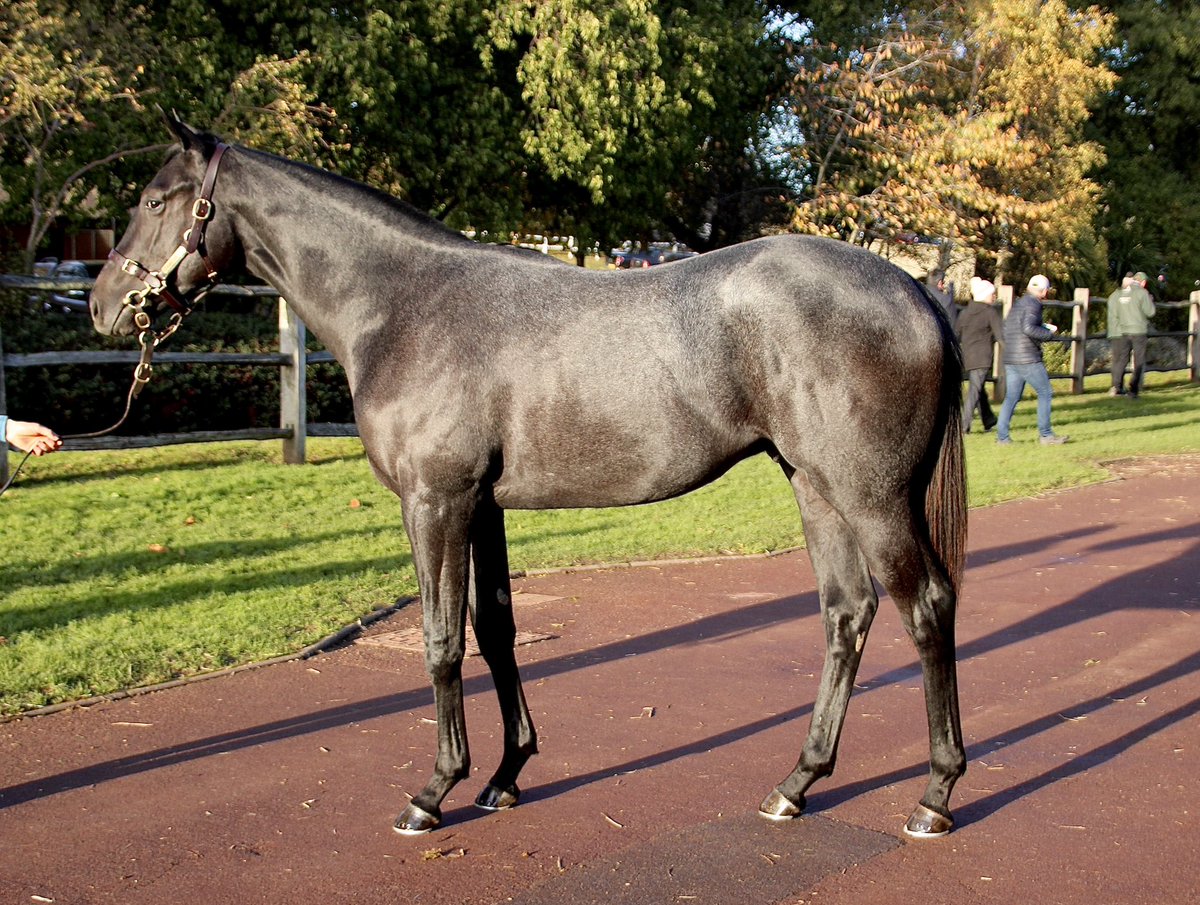 charmaine070784's tweet image. Pleased for the connections of @Tattersalls1766 graduate Vandeek. Winner of the Group 2 Richmond stakes, nurtured by @ChildwickburyS #Excitingfutureahead