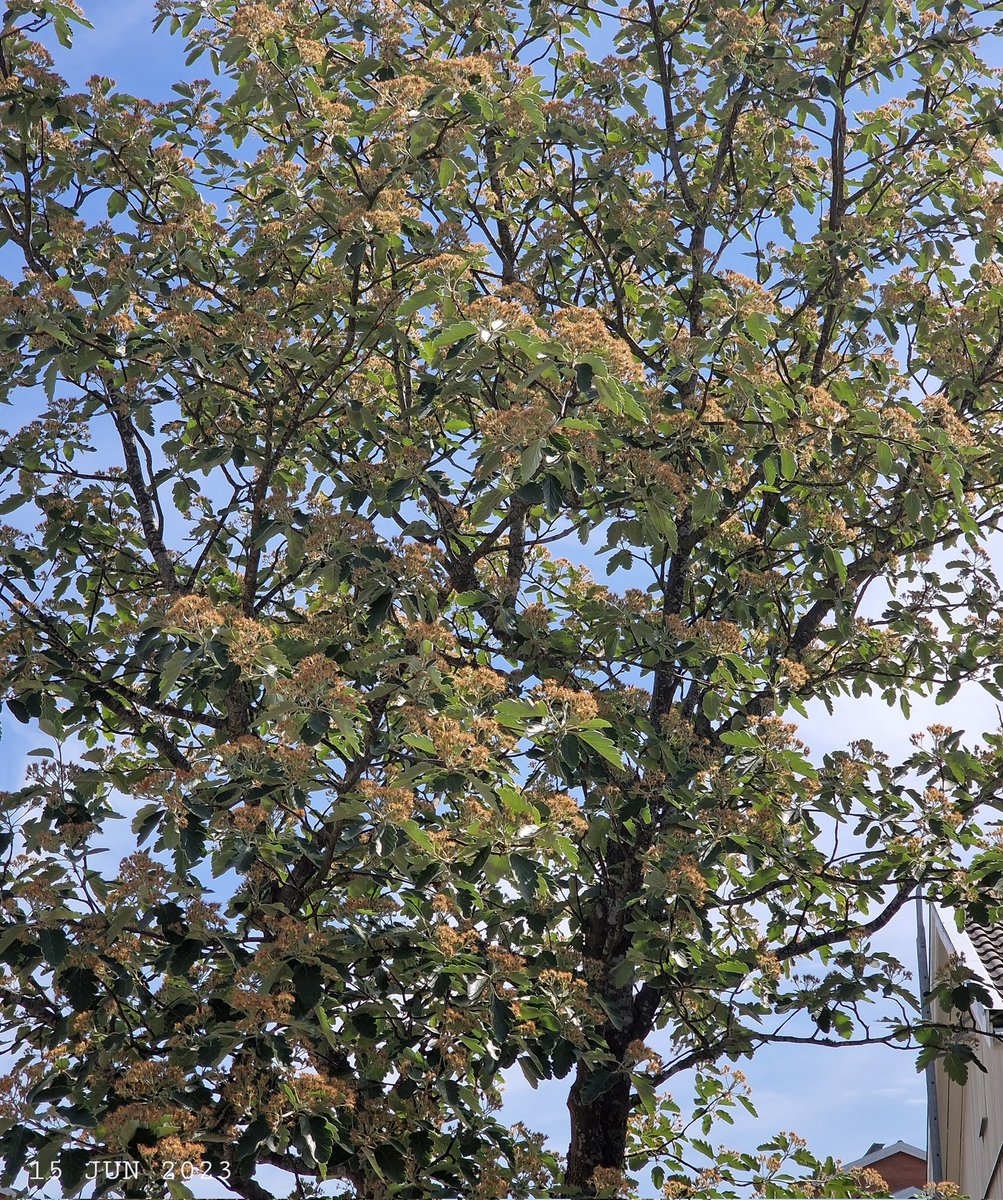 IDadzkov's tweet photo. Scandosorbus intermedia. Oxel.
Рябина шведская.
#nature #trees #ScandosorbusIntermedia
#oxel #TreesPhoto https://t.co/Nhyu8PldQ0