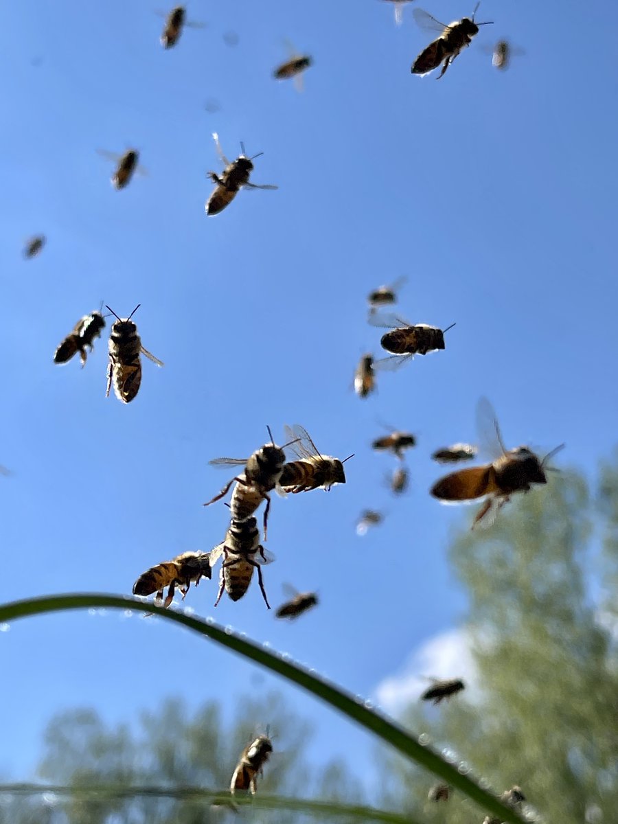Association Confidences d'Abeilles tweet media