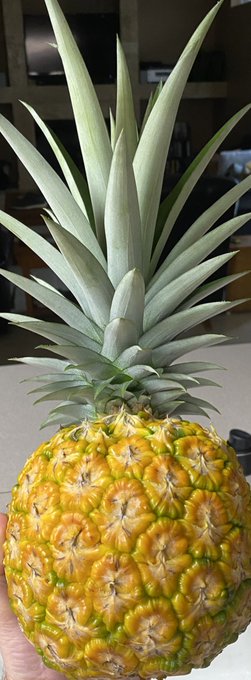 I propagated this 2 years ago and it&rsquo;s alien fruit. https://t.co/z9G5gWhyHu<a href="/tag/newprofilepic"class="tags"><span>#newprofilepic</span></a>