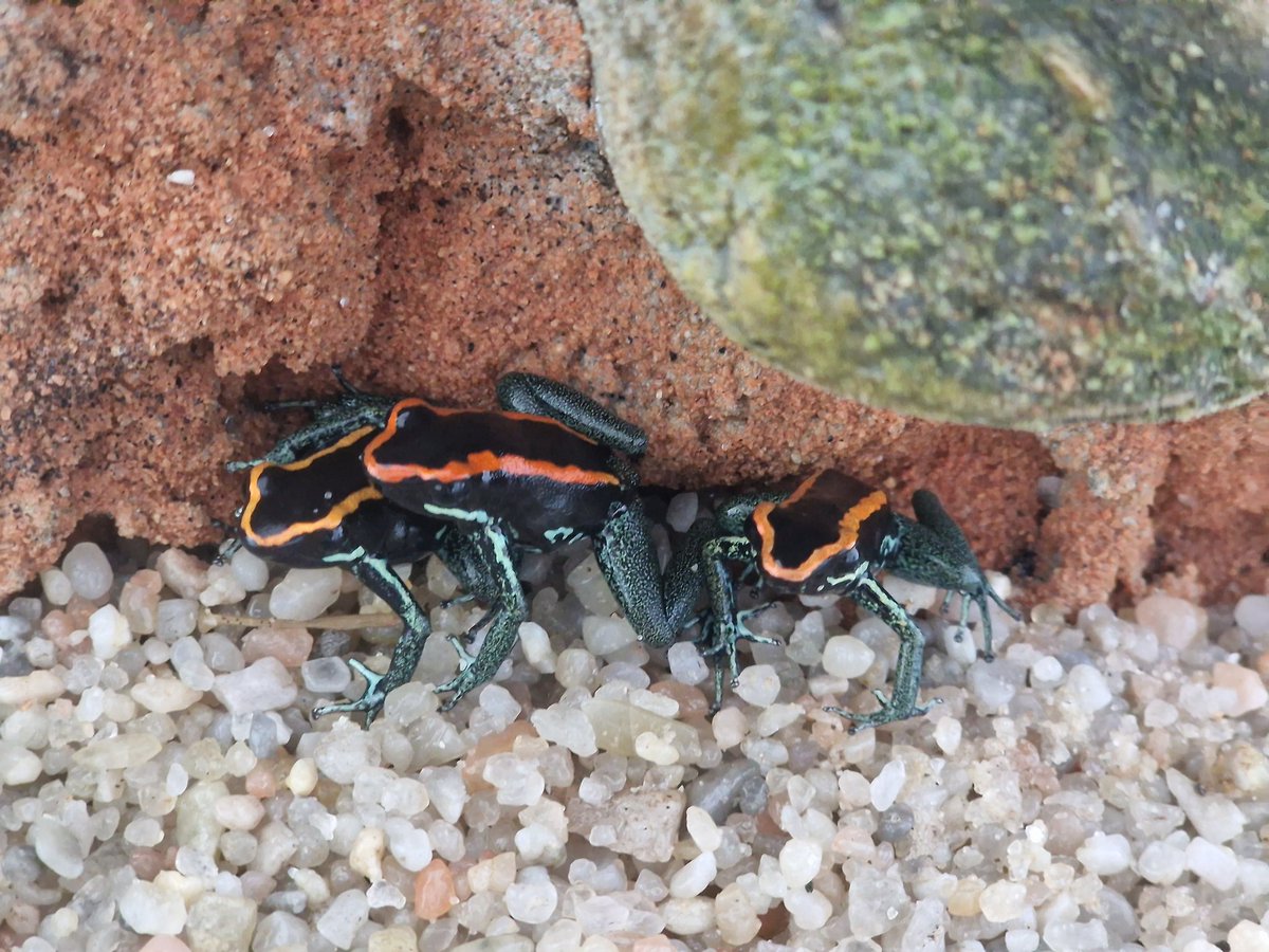 omarsery1's tweet photo. Nový přírustek do mé malé ZOO  - #Phyllobates vittatus - pralesnička pruhovaná. Celkem jsem o ní našel 4 vědecké publikace především o jejím jedu. Takže se o ní prakticky nic vědeckého nedozvím... https://t.co/0G0dhm0bFG
