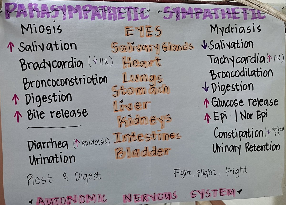 triMAEtazidine's tweet photo. AUTONOMIC NERVOUS SYSTEM https://t.co/Io6PKbJ3GJ