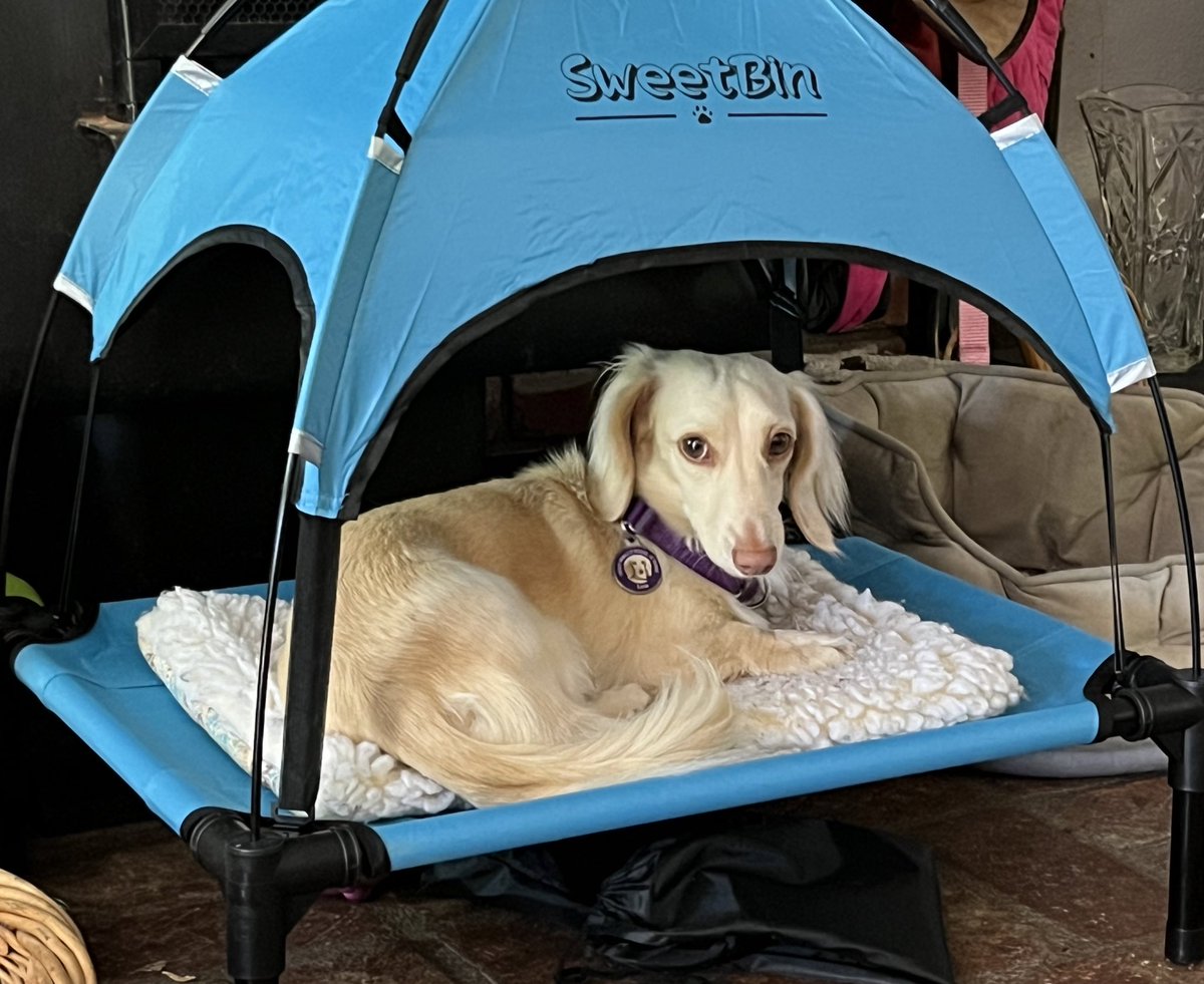 EdgarWiener's tweet photo. Princess Leia got a new throne π
#LoveCoco π https://t.co/nx5DMMIUtz