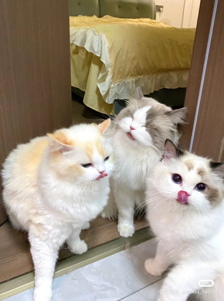 baiingyihao's tweet photo. https://t.co/e64ZWkocMM