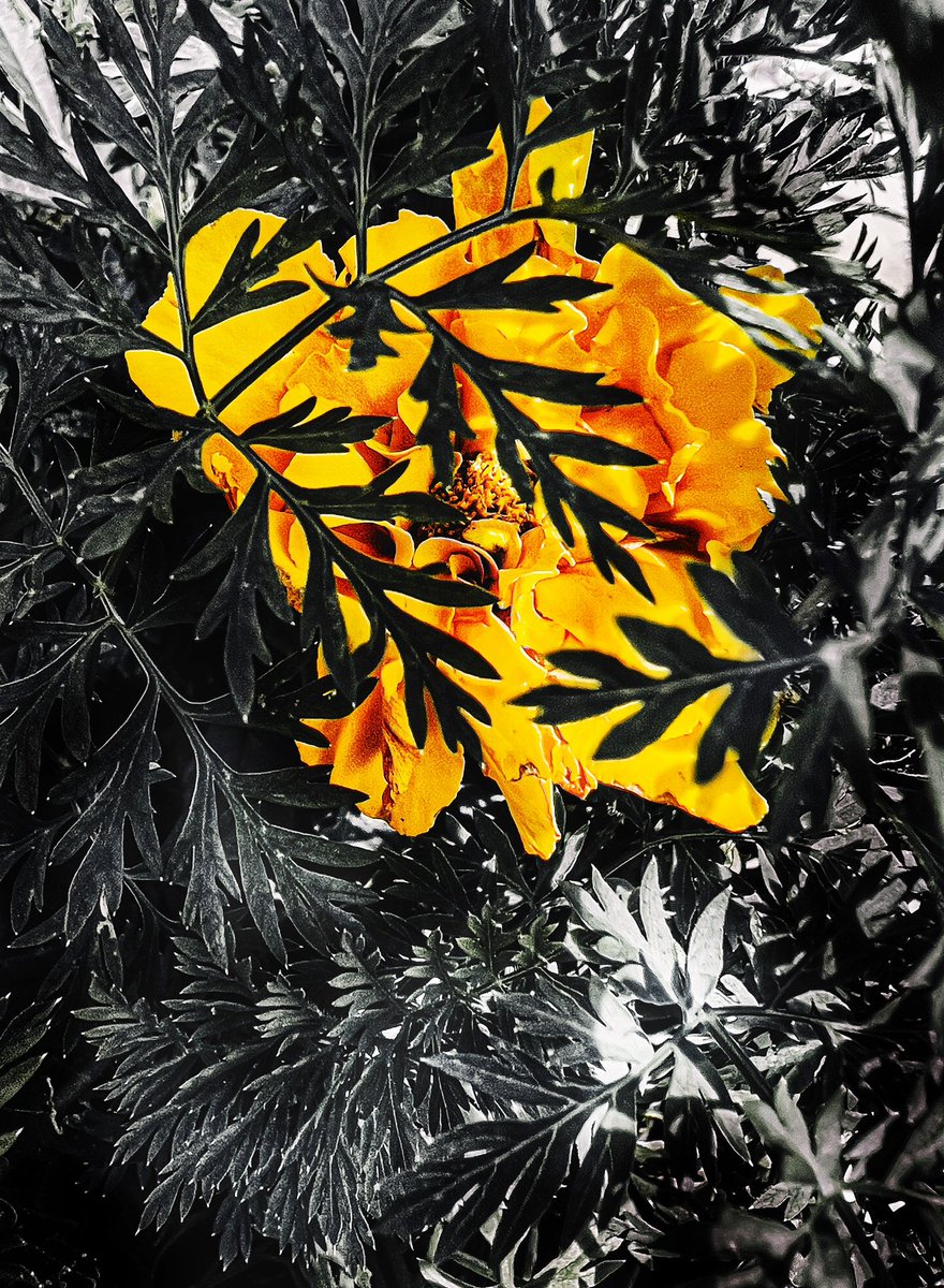 indacocreations's tweet photo. Veiled
#flowerhead #Leafs #Nature #yellowcolour #Obscured #Raw #shotoniphone https://t.co/zabqSSRr8E