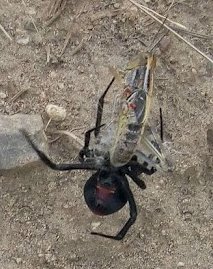 flore_mza's tweet photo. Viuda negra almorzando saltamontes

Latrodectus

#taxojueves
#venenosas https://t.co/X0OZFBsewC