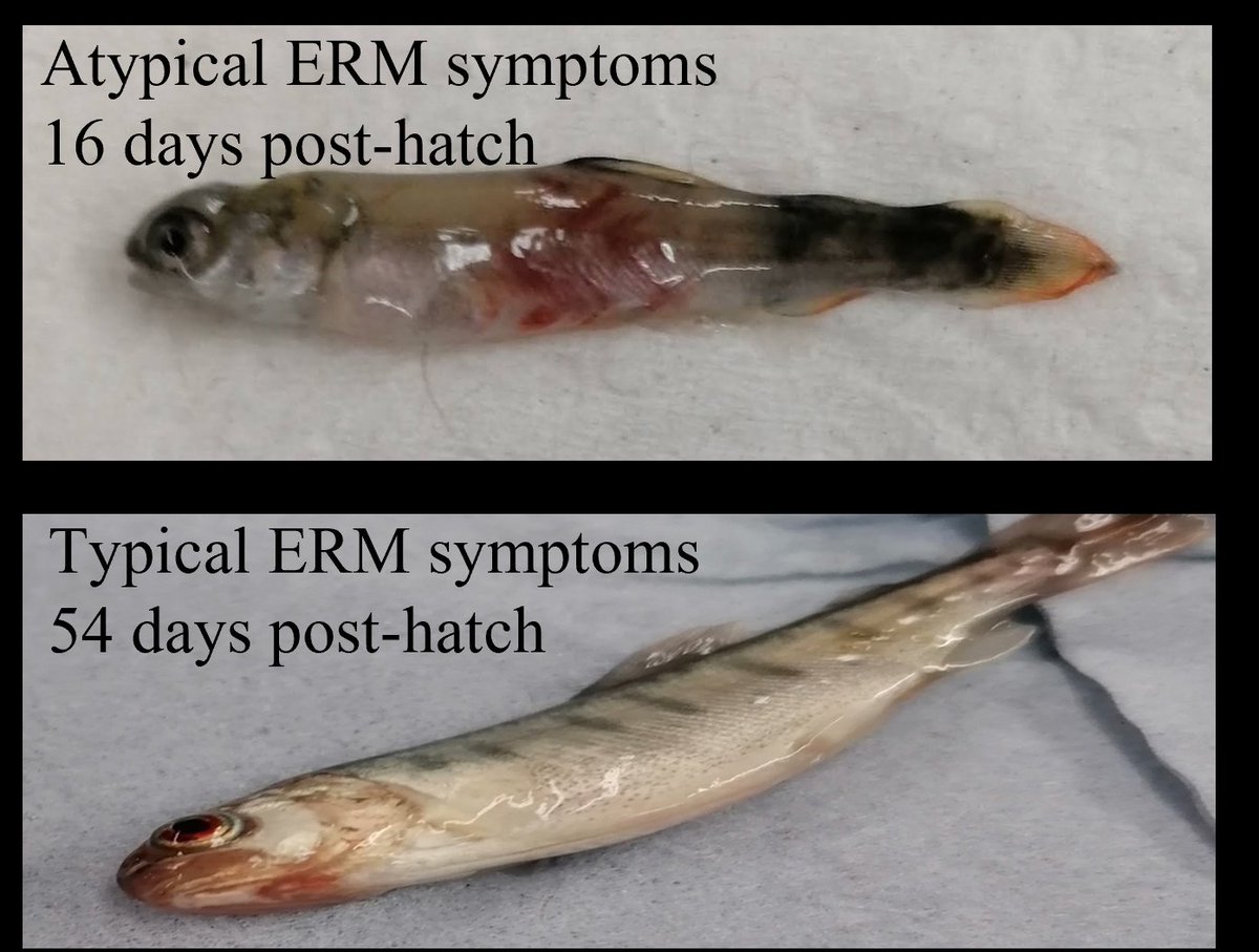 Our new paper in <a href="/inter_research/">Inter Research</a> explores susceptibility and immunity to Enteric Redmouth Disease in 3 early life-stages of rainbow trout. 

Symptoms, mortality rates and bacterial entry route may vary with age.

<a href="/TidburyHannah/">Hannah Tidbury</a> <a href="/IoannaKa/">Ioanna Katsiadaki</a>

doi.org/10.3354/dao037…