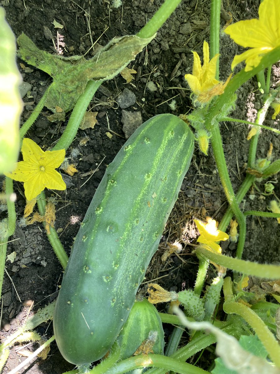 Jacque Galas tweet media