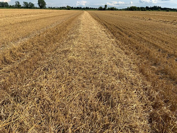 Lots of straw has started to come off the fields ... entries will be welcome at your local seed show ... chopped straw or flake of straw .... contact your local Soil &amp; Crop for more information #AgintheEast