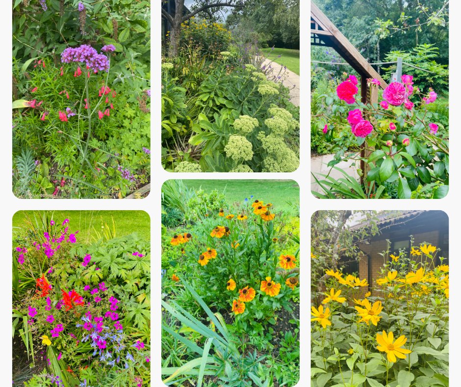 severnhospice's tweet photo. The recent rain means our gardens look blooming lovely. And while there weren't many butterflies around for #butterflyweek, the flowers are looking pretty perfect right now. Our gardens bring comfort and a great feeling of relaxation to everyone who sees them. https://t.co/UNB4VjxOpK