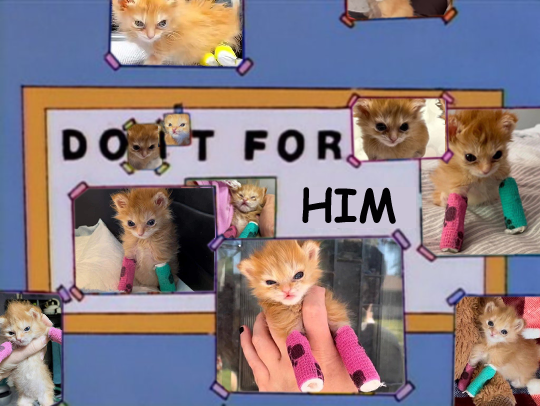 cryptidvault's tweet photo. we do it for tater tot🧡
#RipTaterTot https://t.co/iil9FlKetC