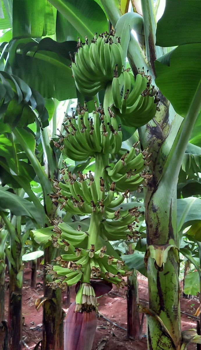 My farm
<a href="/AjitJisl/">Ajit Jain</a>
🙏
#farmer
#TissueCultureFarming #jaintissueculture #jainbanana #betteryieldsgreaterprofit