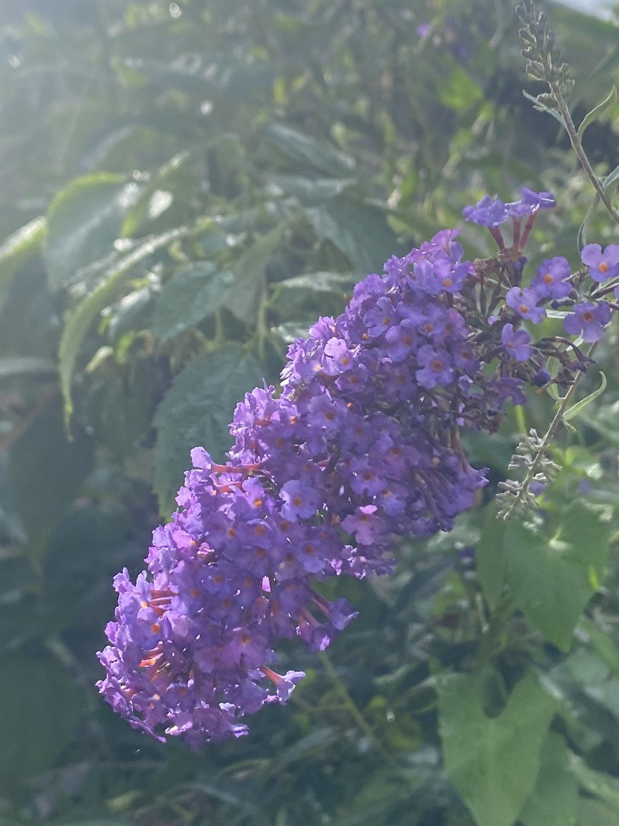 SaSaLaSharif's tweet photo. #CloseUP
#AugenBlick ðž
#Flowers ðº
Buddleja aka Schmetterlingsflieder ðŠ
https://t.co/Ts7cRmjyec
https://t.co/wT4H6fZMCF
#MusicTrigger ð¶
#GedankenBlÃŒten ðž https://t.co/M4egXohOXQ