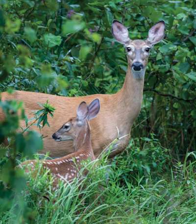 Intense browsing by deer suppresses the growth of sprout and seedling oaks and maples, preventing them from repopulating the forest canopy. Deer impacts on forest plant growth and diversity inevitably have consequences for other wildlife as well. northernwoodlands.org/articles/artic…