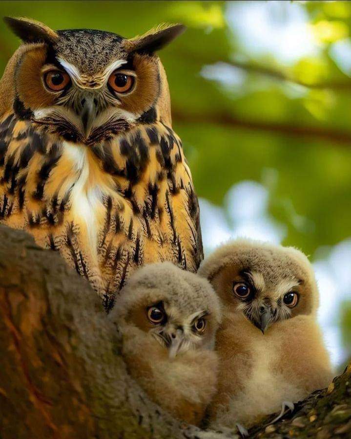 FredPTY2018's tweet photo. Hermosa familia https://t.co/pZHyJ9pIcm