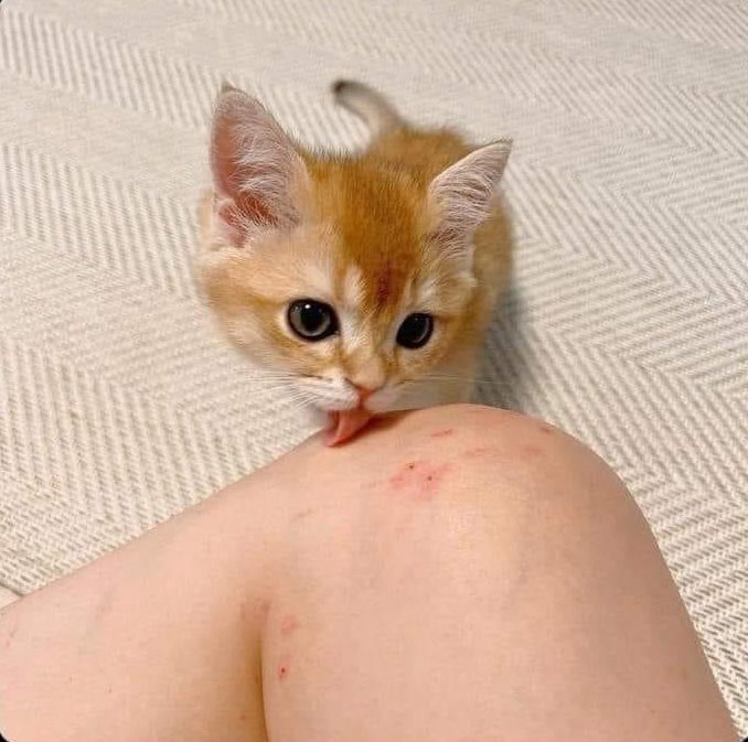 Why you should have a cat tweet media
