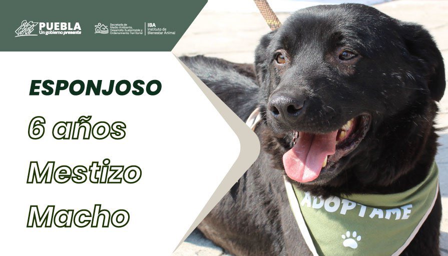 IBAGobPue's tweet image. ¿Ya conoces a #Esponjoso?
El forma parte de nuestro programa de #AdopciónResponsable: #AmorAPrimeraVista, después de una larga recuperación ya está listo para formar parte de tu familia, es un perro adulto muy cariñoso y tierno. 🐾
Adóptalo llamando al número 2222736899.