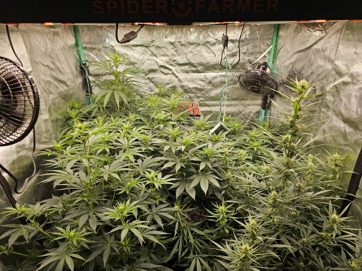 Those are some happy ladies🤘😁
Under <a href="/spiderfarmerled/">Spider Farmer LED</a> SE5000
#spiderfarmer
#goatnutes
#growyourown #Mmemberville #CannabisCommunity