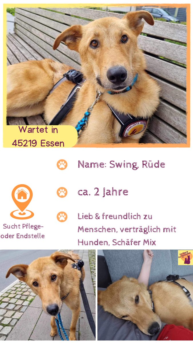 Herz_Streuner's tweet photo. ‼️Swing braucht dringend eine Unterkunft. Swing kam vor ein paar Tagen in #Deutschland an & muss wieder ausziehen. Er ist ein typischer Junghund, der noch alles kennenlernen muss😔‼️
https://t.co/3BhDNRiuo8
#essen #pflegestelle #helpfordogs https://t.co/1IuVHGFyko