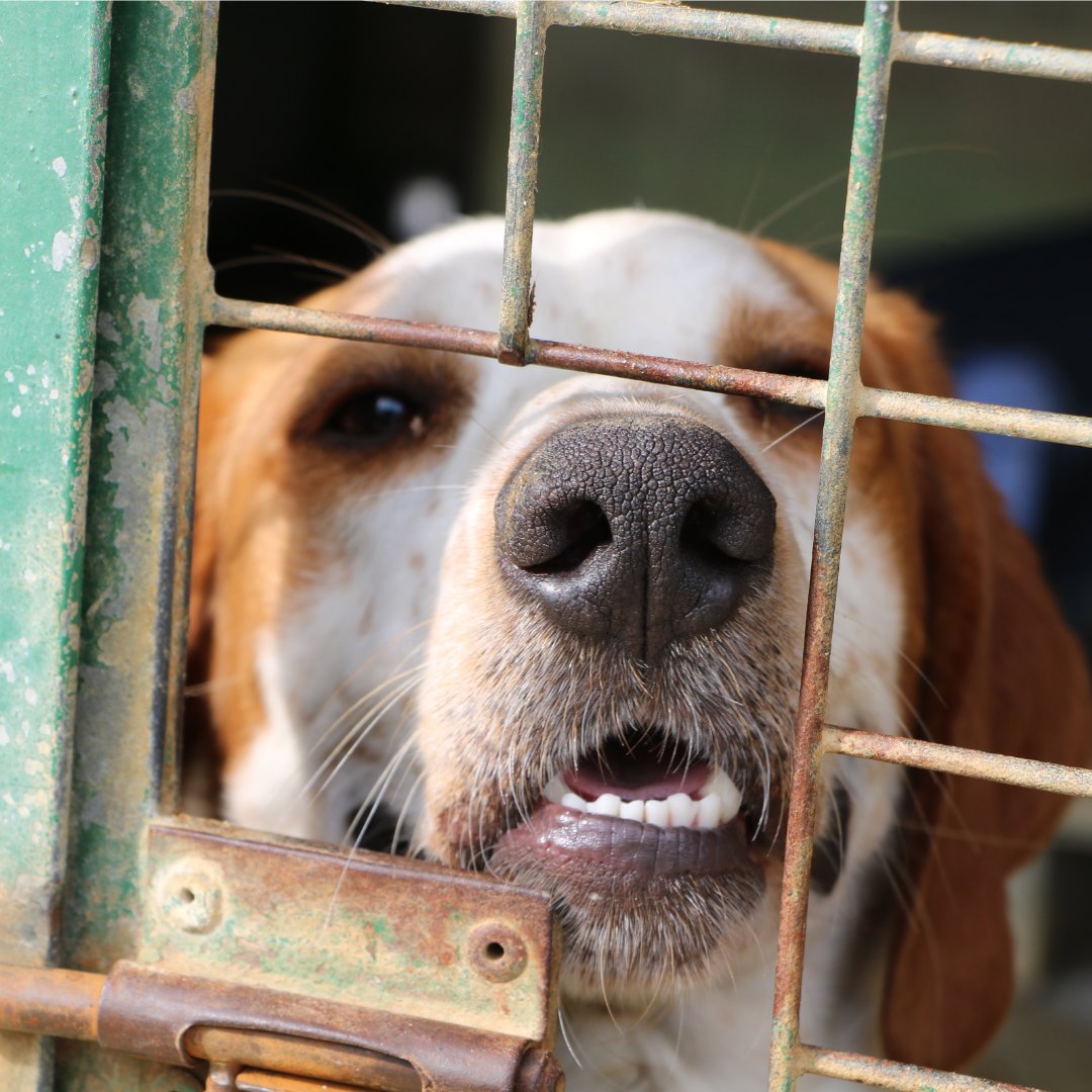 Depuis le début de l’été, la SPA a déjà recueilli plus de 12 000 animaux abandonnés dans ses refuges.

La situation est critique et nos équipes sont dépassées… Pourtant ces abandons auraient pour la plupart pu être évités ! Souvent adoptés sur un coup de tête, ces 12 000 animaux