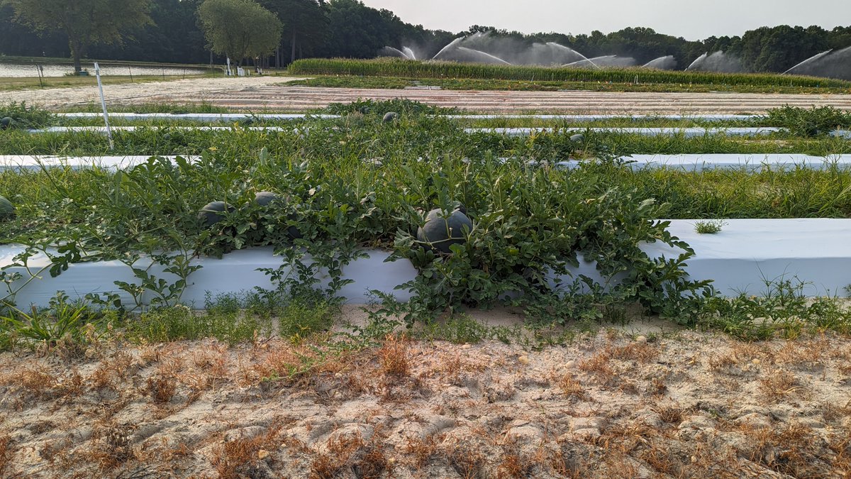 N.C. Plant Sciences Initiative (@nc_psi) on Twitter photo IT'S WATERMELON DAY 🍉 #Watermelon trials are wrapping up at our #research station in Clayton, NC where <a href="/HCollinsNCSU/">Hunter Collins</a> has been conducting fungicide trials to help #farmers deal with fusarium wilt. Watermelons are just some of the #veggies <a href="/QuesadaLabNCSU/">NC State Veggie Pathology</a> studies to help #growers IT'S WATERMELON DAY 🍉 #Watermelon trials are wrapping up at our #research station in Clayton, NC where <a href="/HCollinsNCSU/">Hunter Collins</a> has been conducting fungicide trials to help #farmers deal with fusarium wilt. Watermelons are just some of the #veggies <a href="/QuesadaLabNCSU/">NC State Veggie Pathology</a> studies to help #growers