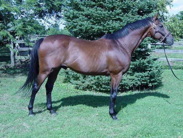 HORSERACING1002's tweet photo. TWO DAVIDS 🇺🇸1980
(OLDEN TIMES - REAL MEANING BY IN REALITY)#TwoDavids
B/O Stanley I. Joselson(Ky) Mar 31, 1980.
T/ Dennis M. Heimer.
36-14-5-5---$239,197
Marlboro Nursery S, Dragoon S, Patriot S, Squires H, Addys Boy H, Neshaminy H, Gallant Bob H.
2nd Durham S, Swift S G3, https://t.co/VQbW619CpC