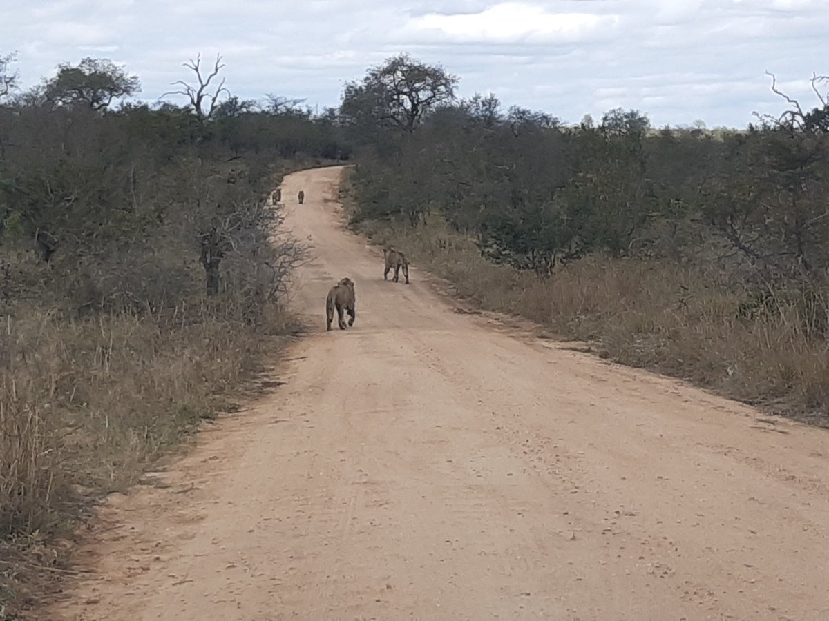 rob_robroyal's tweet photo. @KP24 We had lions crossing today on road north of Hamiltons https://t.co/hDBPsZJ5lY