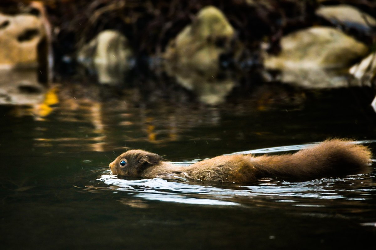 In celebration of #NationalMarineWeek 2023, earlier this week we did a shout out for any photos or footage of red squirrels swimming (a rare sight).

In response we received this fantastic shot from the Scottish Borders! Thanks Gethin, incredible!  🐿️🏊

📸Gethin Chamberlain