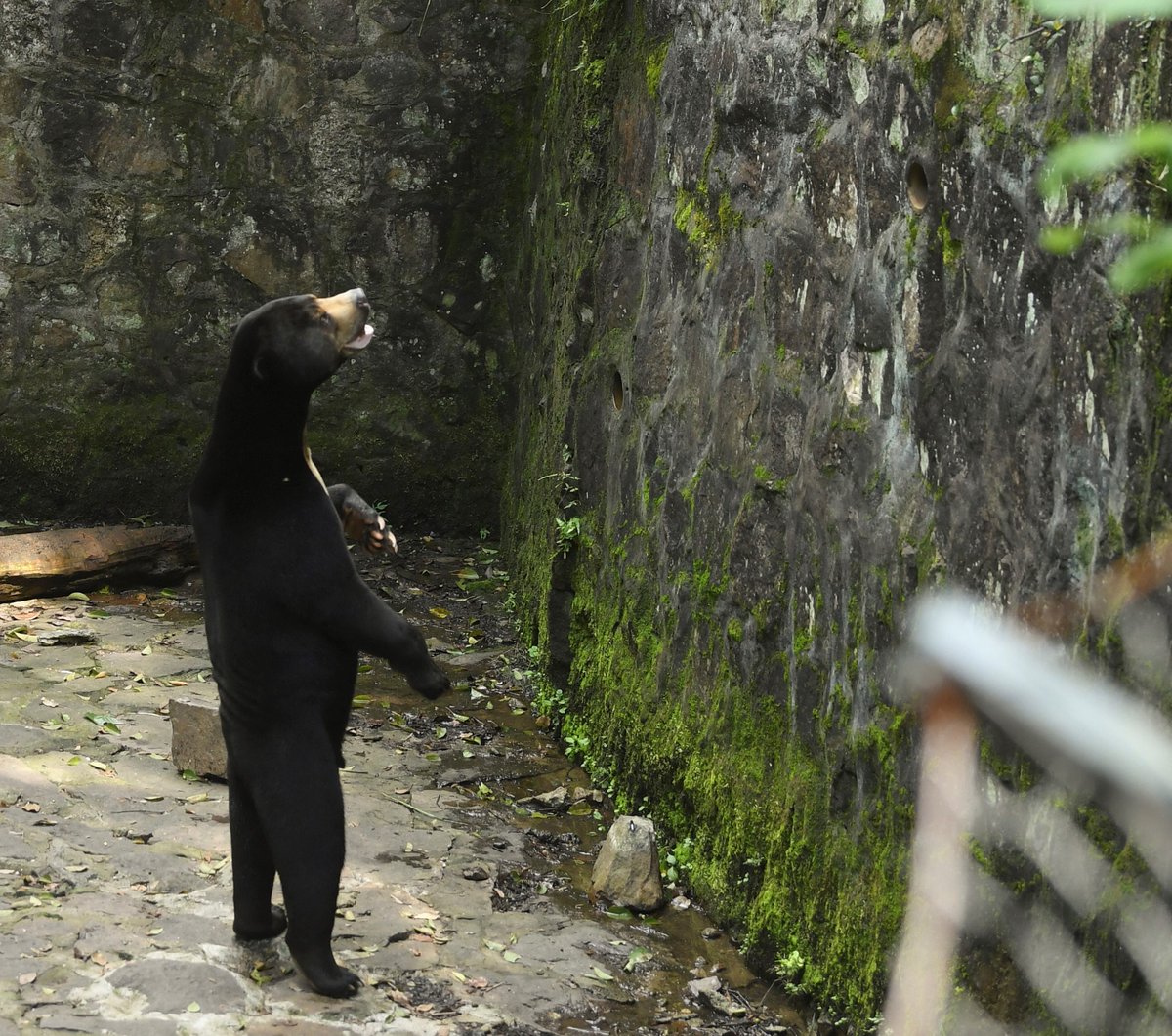 Our bears are real, a Chinese zoo says, denying they are 'humans in disguise'
ctvnews.ca/climate-and-en…