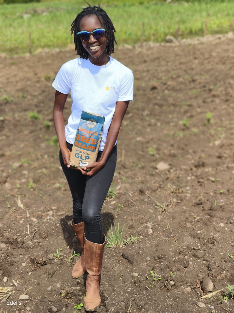 CleotildaJ's tweet photo. Rain-fed Agri-prenuers the season is here for us to champion matters, Food Security. Planting certified "RoseCoco" beans from @Simlaw_Seeds guarantees better productivity and profitability. We await a promising RoseCoco harvest. @OneAcreFund @Chero_Sharon https://t.co/Csy3IvUSzU