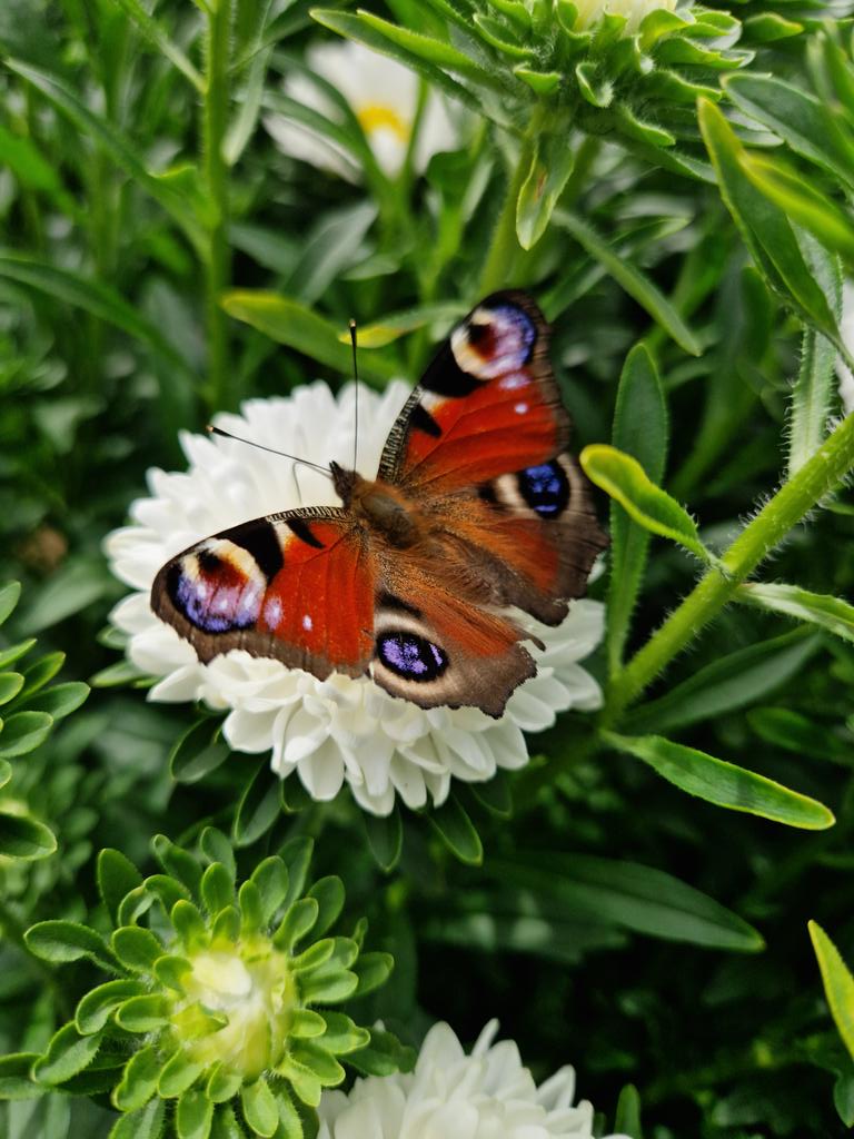 Collison cut flowers tweet media