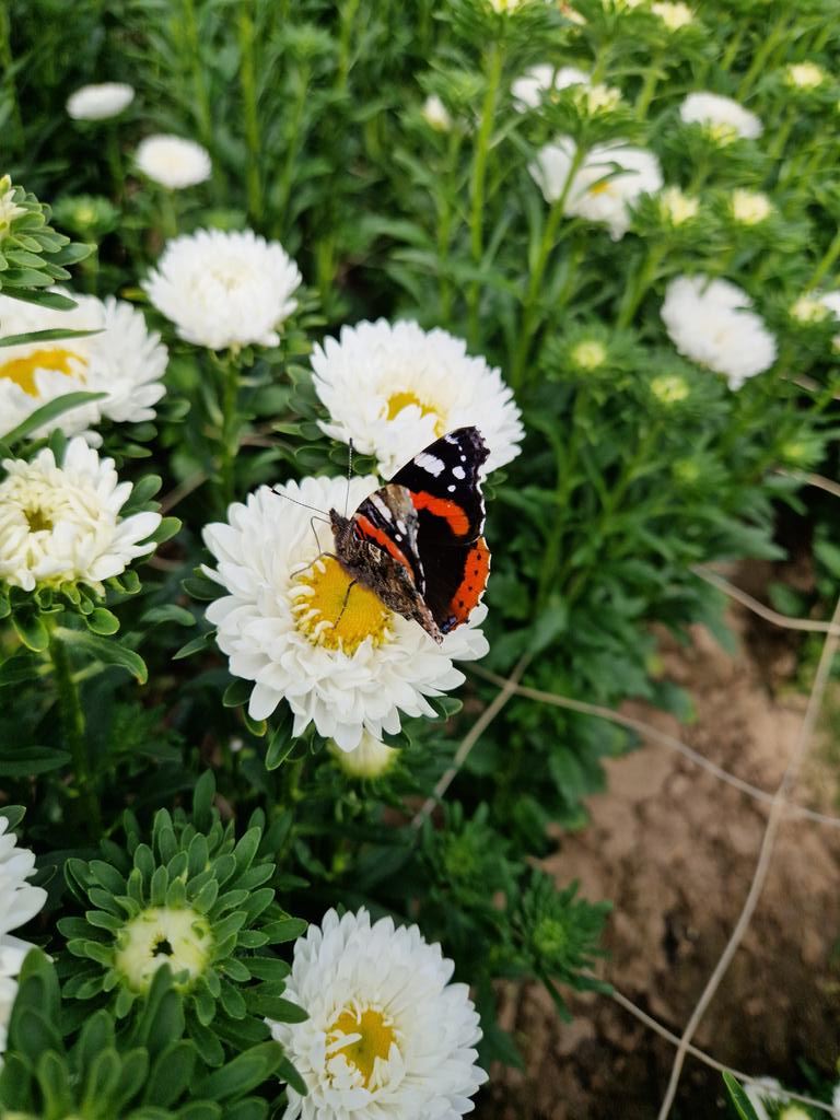 Collison cut flowers tweet media