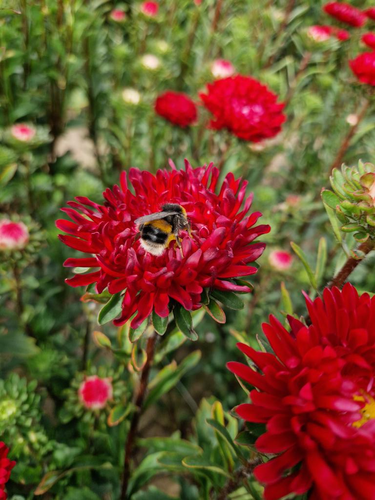 Collison cut flowers tweet media