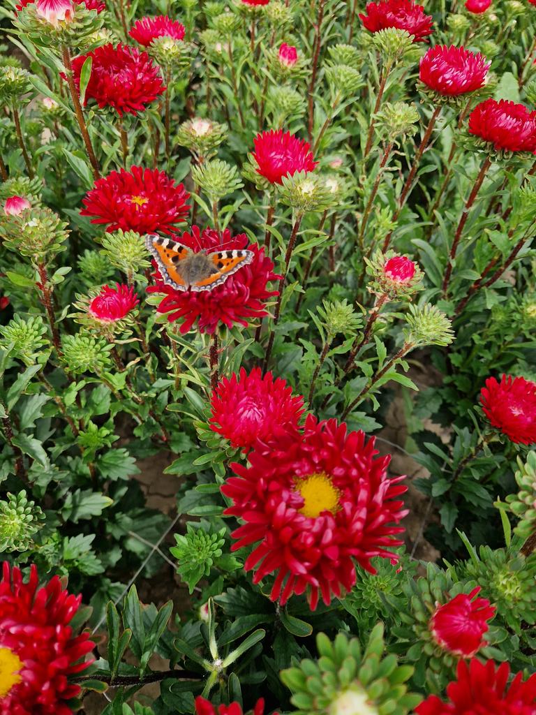 Collison cut flowers tweet media