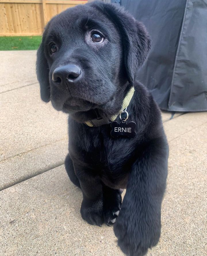This is Ernie. He doesn't know what he's shaking on. But he also doesn't abide by the rules of contract law. 12/10