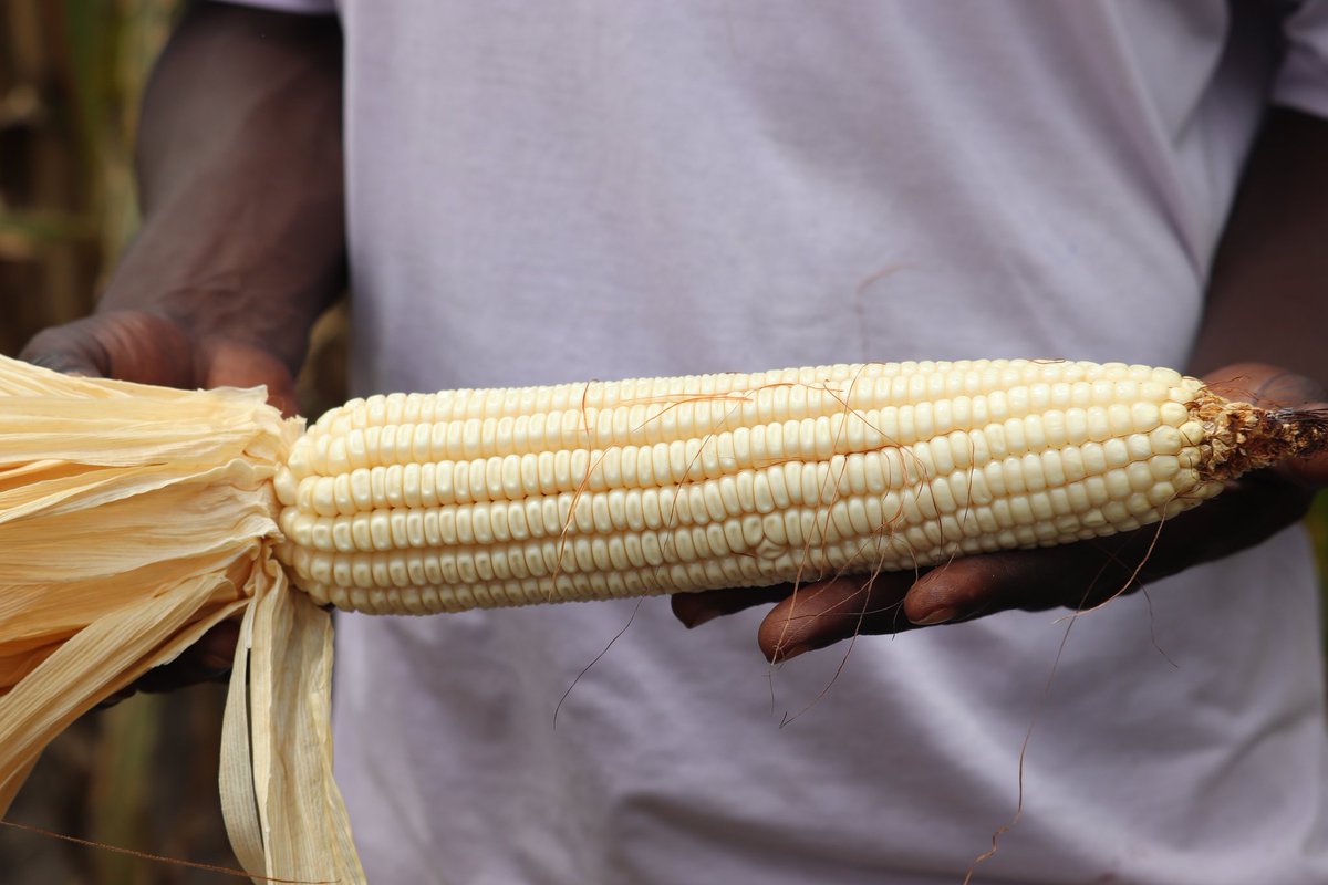 agrosupplyug's tweet photo. EAT SOME MAIZE TODAY!!😋
Maize is a good source of carbohydrates, fiber, vitamins, and minerals like vitamin A, potassium, and magnesium, making it a healthy addition to any diet.
#eatsomemaizetoday
#Farming4theFuture https://t.co/egiRRlau0T