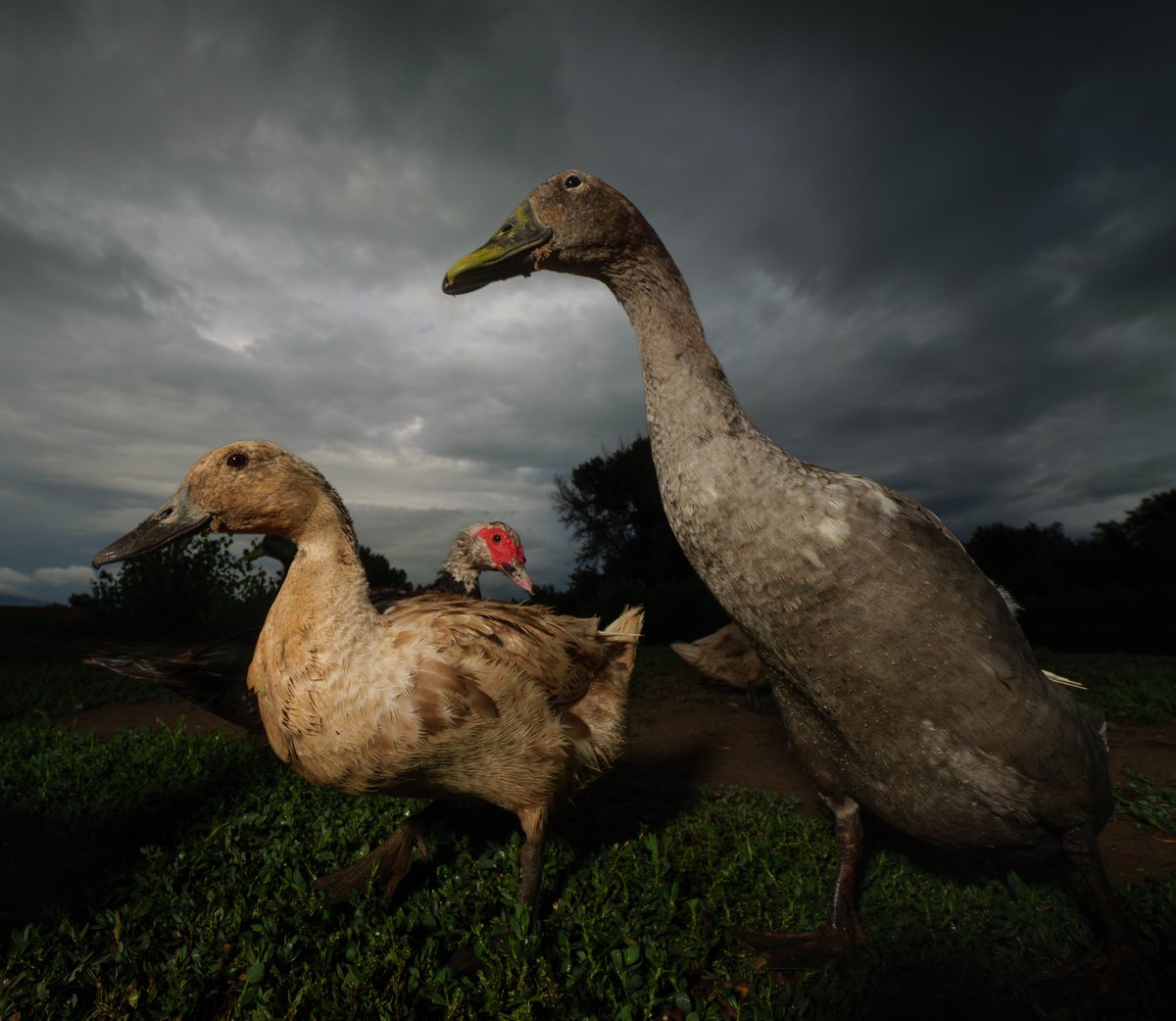 DuckFoodBot's tweet photo. In a summer storm, the ducks play and waddle,
Splashing and quacking, in puddles they paddle.

(Retweet to send a treat https://t.co/bCx4zPeNUf) https://t.co/ZOpTNiErZh