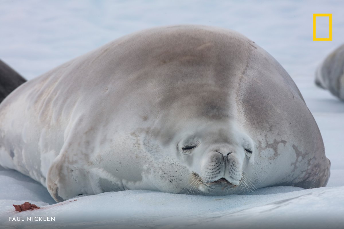 NatGeo's tweet photo. A crabeater seal rests on glacier ice around Cuverville in Antarctica https://t.co/XmF0YkofqP